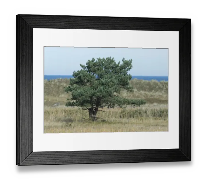 Framed Print : Pine tree -Pinus sylvestris-, the Baltic Sea at the back, Darsser Ort, Mecklenburg-Western Pomerania, Germany Framed Print : Pine tree -Pinus sylvestris-, the Baltic Sea at the back, Darsser Ort, Mecklenburg-Western Pomerania, Germany
