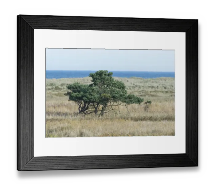 Framed Print : Pine trees -Pinus sylvestris-, the Baltic Sea at the back, Darsser Ort, Mecklenburg-Western Pomerania, Germany Framed Print : Pine trees -Pinus sylvestris-, the Baltic Sea at the back, Darsser Ort, Mecklenburg-Western Pomerania, Germany