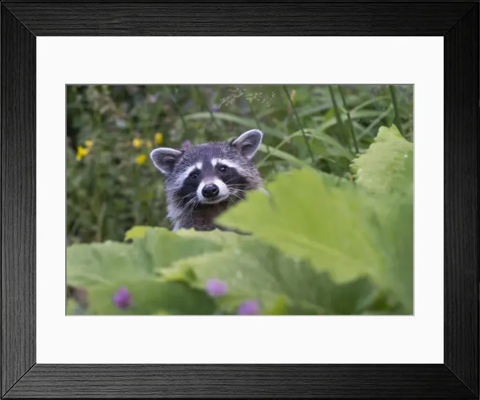 Framed Print : Raccoon -Procyon lotor-, captive, Germany Framed Print : Raccoon -Procyon lotor-, captive, Germany