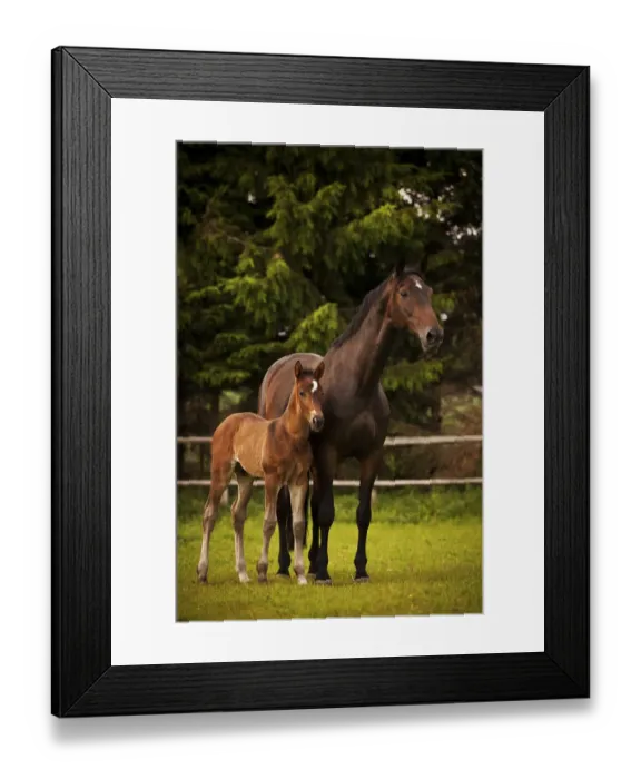 Framed Print : Brown mare and foal, 3 weeks Westphalia, Munsterland, North Rhine-Westphalia, Germany Framed Print : Brown mare and foal, 3 weeks Westphalia, Munsterland, North Rhine-Westphalia, Germany