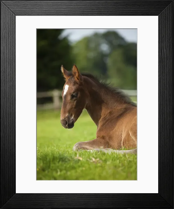 Framed Print : Brown foal, Westphalian, 3 weeks, lying in the grass, Munsterland, North Rhine-Westphalia, Germany Framed Print : Brown foal, Westphalian, 3 weeks, lying in the grass, Munsterland, North Rhine-Westphalia, Germany