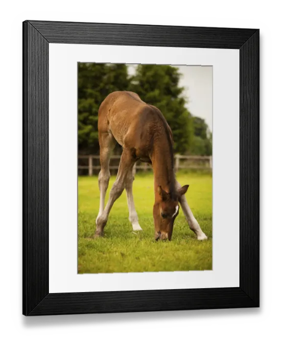 Framed Print : Brown foal, 3 weeks, Westphalian, trying to graze, Munsterland, North Rhine-Westphalia, Germany Framed Print : Brown foal, 3 weeks, Westphalian, trying to graze, Munsterland, North Rhine-Westphalia, Germany