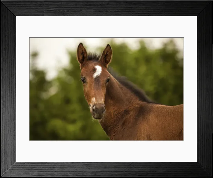 Framed Print : Brown foal, 3 weeks, Westphalian, Munsterland, North Rhine-Westphalia, Germany Framed Print : Brown foal, 3 weeks, Westphalian, Munsterland, North Rhine-Westphalia, Germany