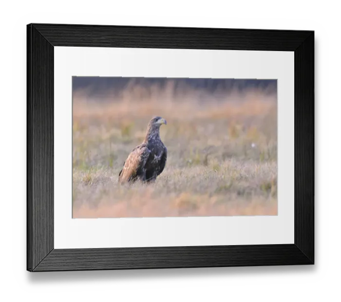Framed Print : White-tailed Eagle -Haliaeetus albicilla- on an autumn meadow in the evening light, Kuyavian-Pomeranian Voivodeship, Poland Framed Print : White-tailed Eagle -Haliaeetus albicilla- on an autumn meadow in the evening light, Kuyavian-Pomeranian Voivodeship, Poland