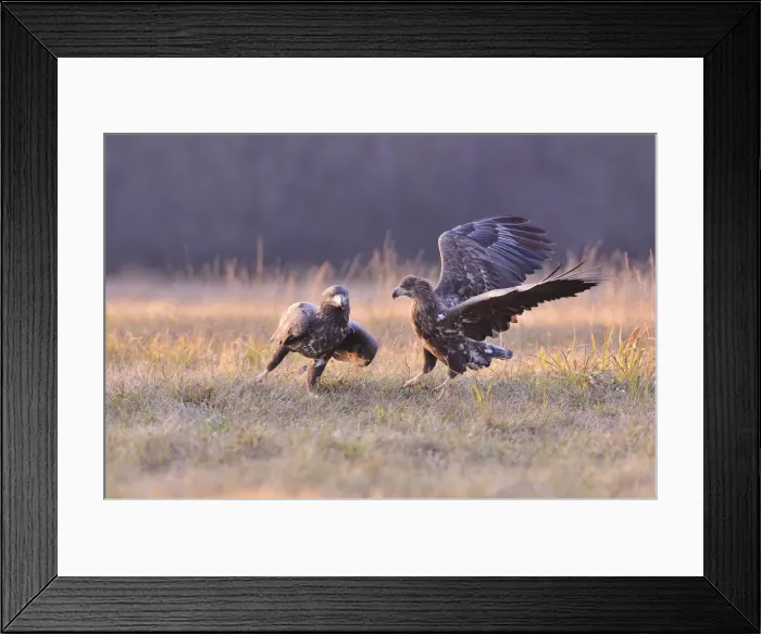 Framed Print : White-tailed Eagles -Haliaeetus albicilla- on an autumn meadow, Kuyavian-Pomeranian Voivodeship, Poland Framed Print : White-tailed Eagles -Haliaeetus albicilla- on an autumn meadow, Kuyavian-Pomeranian Voivodeship, Poland