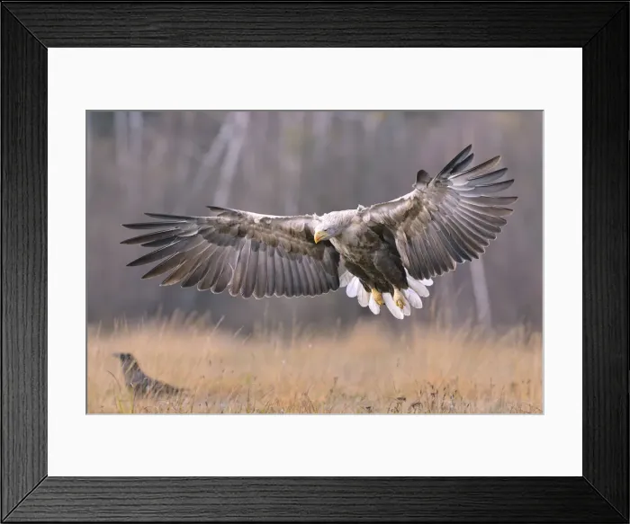 Framed Print : White-tailed Eagle -Haliaeetus albicilla- in flight in an autumn landscape, Kuyavian-Pomeranian Voivodeship, Poland Framed Print : White-tailed Eagle -Haliaeetus albicilla- in flight in an autumn landscape, Kuyavian-Pomeranian Voivodeship, Poland