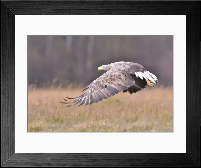Framed Print : White-tailed Eagle -Haliaeetus albicilla- in flight in an autumn landscape, Kuyavian-Pomeranian Voivodeship, Poland Framed Print : White-tailed Eagle -Haliaeetus albicilla- in flight in an autumn landscape, Kuyavian-Pomeranian Voivodeship, Poland