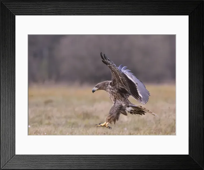 Framed Print : White-tailed Eagle -Haliaeetus albicilla- in flight in an autumn landscape, Kuyavian-Pomeranian Voivodeship, Poland Framed Print : White-tailed Eagle -Haliaeetus albicilla- in flight in an autumn landscape, Kuyavian-Pomeranian Voivodeship, Poland