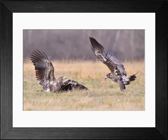 Framed Print : White-tailed Eagles -Haliaeetus albicilla- fighting in an autumn landscape, Kuyavian-Pomeranian Voivodeship, Poland Framed Print : White-tailed Eagles -Haliaeetus albicilla- fighting in an autumn landscape, Kuyavian-Pomeranian Voivodeship, Poland