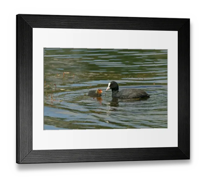 Framed Print : Eurasian Coot -Fulica atra- adult bird with a chick, Mecklenburg-Western Pomerania, Germany Framed Print : Eurasian Coot -Fulica atra- adult bird with a chick, Mecklenburg-Western Pomerania, Germany