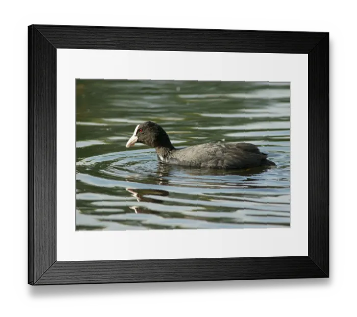 Framed Print : Eurasian Coot -Fulica atra-, Mecklenburg-Western Pomerania, Germany