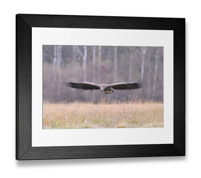 Framed Print : White-tailed Eagle -Haliaeetus albicilla- in flight in an autumn landscape, Kuyavian-Pomeranian Voivodeship, Poland Framed Print : White-tailed Eagle -Haliaeetus albicilla- in flight in an autumn landscape, Kuyavian-Pomeranian Voivodeship, Poland