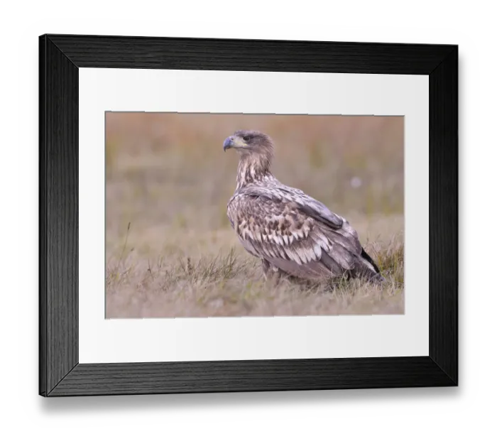 Framed Print : White-tailed Eagle -Haliaeetus albicilla- on an autumn meadow, Kuyavian-Pomeranian Voivodeship, Poland Framed Print : White-tailed Eagle -Haliaeetus albicilla- on an autumn meadow, Kuyavian-Pomeranian Voivodeship, Poland