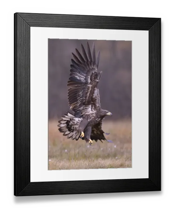 Framed Print : White-tailed Eagle -Haliaeetus albicilla- in flight in an autumn landscape, Kuyavian-Pomeranian Voivodeship, Poland Framed Print : White-tailed Eagle -Haliaeetus albicilla- in flight in an autumn landscape, Kuyavian-Pomeranian Voivodeship, Poland