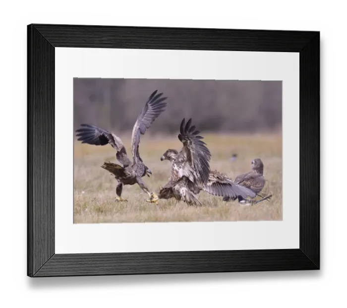 Framed Print : White-tailed Eagles -Haliaeetus albicilla- fighting on an autumn meadow, Kuyavian-Pomeranian Voivodeship, Poland Framed Print : White-tailed Eagles -Haliaeetus albicilla- fighting on an autumn meadow, Kuyavian-Pomeranian Voivodeship, Poland