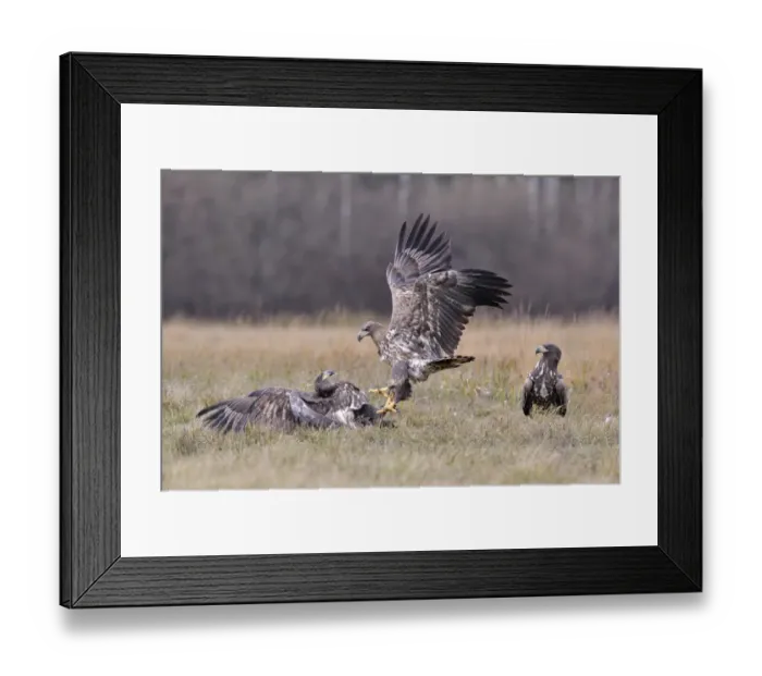 Framed Print : White-tailed Eagles -Haliaeetus albicilla- fighting on an autumn meadow, Kuyavian-Pomeranian Voivodeship, Poland Framed Print : White-tailed Eagles -Haliaeetus albicilla- fighting on an autumn meadow, Kuyavian-Pomeranian Voivodeship, Poland