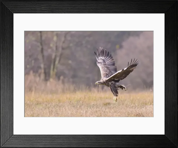 Framed Print : White-tailed Eagle -Haliaeetus albicilla- in flight in an autumn landscape, Kuyavian-Pomeranian Voivodeship, Poland Framed Print : White-tailed Eagle -Haliaeetus albicilla- in flight in an autumn landscape, Kuyavian-Pomeranian Voivodeship, Poland