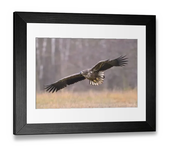 Framed Print : White-tailed Eagle -Haliaeetus albicilla- in flight in an autumn landscape, Kuyavian-Pomeranian Voivodeship, Poland Framed Print : White-tailed Eagle -Haliaeetus albicilla- in flight in an autumn landscape, Kuyavian-Pomeranian Voivodeship, Poland