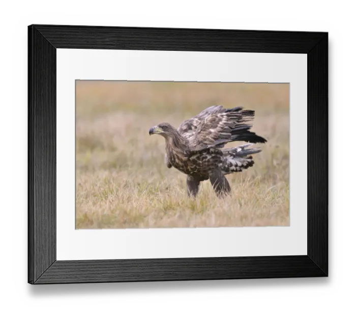 Framed Print : White-tailed Eagle -Haliaeetus albicilla- on an autumn meadow, Kuyavian-Pomeranian Voivodeship, Poland Framed Print : White-tailed Eagle -Haliaeetus albicilla- on an autumn meadow, Kuyavian-Pomeranian Voivodeship, Poland