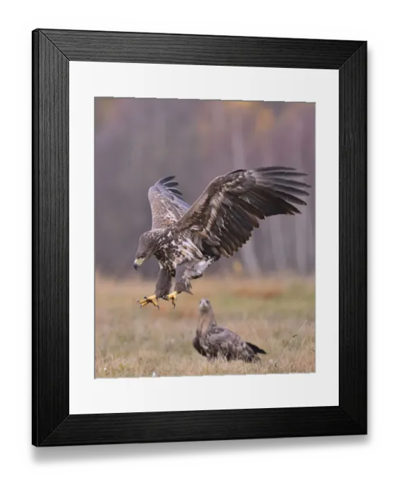 Framed Print : White-tailed Eagle -Haliaeetus albicilla- in flight in an autumn landscape, Kuyavian-Pomeranian Voivodeship, Poland Framed Print : White-tailed Eagle -Haliaeetus albicilla- in flight in an autumn landscape, Kuyavian-Pomeranian Voivodeship, Poland