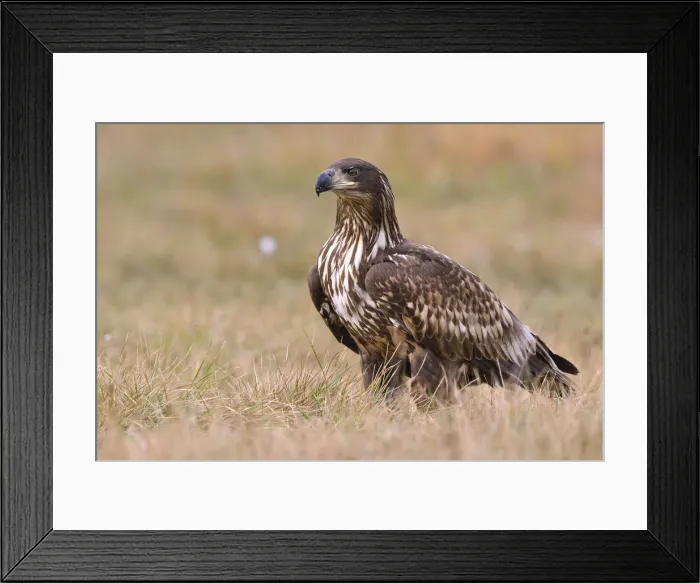 Framed Print : White-tailed Eagle -Haliaeetus albicilla- on an autumn meadow, Kuyavian-Pomeranian Voivodeship, Poland Framed Print : White-tailed Eagle -Haliaeetus albicilla- on an autumn meadow, Kuyavian-Pomeranian Voivodeship, Poland
