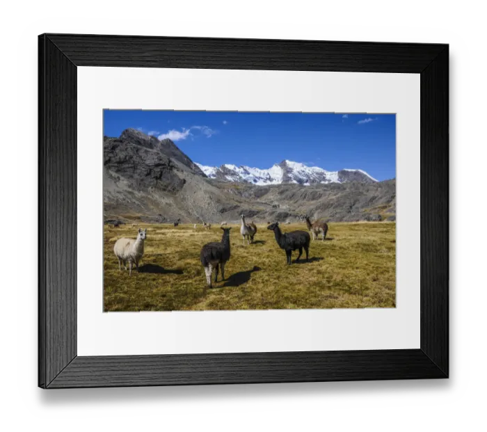 Framed Print : Group of Alpacas -Vicugna pacos-, Bolivian plateau, Altiplano, Bolivia Framed Print : Group of Alpacas -Vicugna pacos-, Bolivian plateau, Altiplano, Bolivia