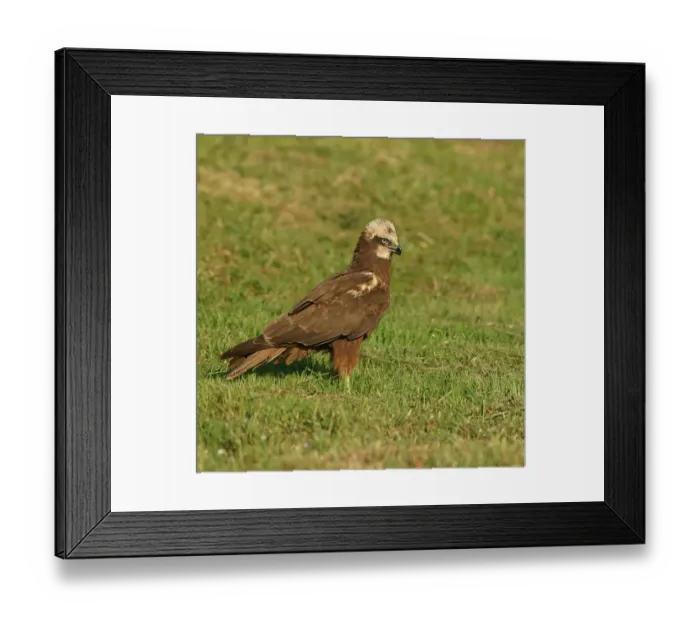 Framed Print : Western Marsh Harrier -Circus aeruginosus-, Feldberg Lake District Nature Park, Mecklenburg-Western Pomerania, Germany Framed Print : Western Marsh Harrier -Circus aeruginosus-, Feldberg Lake District Nature Park, Mecklenburg-Western Pomerania, Germany
