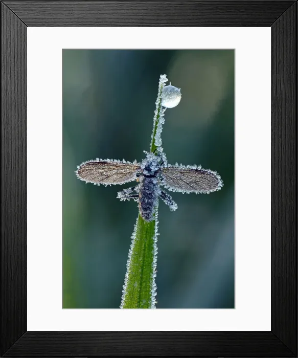 Framed Print : March Fly or St Marks Fly -Bibio-, with hoarfrost ice crystals, Hesse, Germany Framed Print : March Fly or St Marks Fly -Bibio-, with hoarfrost ice crystals, Hesse, Germany