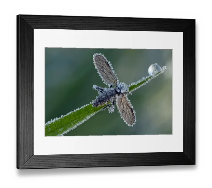 Framed Print : March Fly or St Marks Fly -Bibio-, with hoarfrost ice crystals, Hesse, Germany Framed Print : March Fly or St Marks Fly -Bibio-, with hoarfrost ice crystals, Hesse, Germany