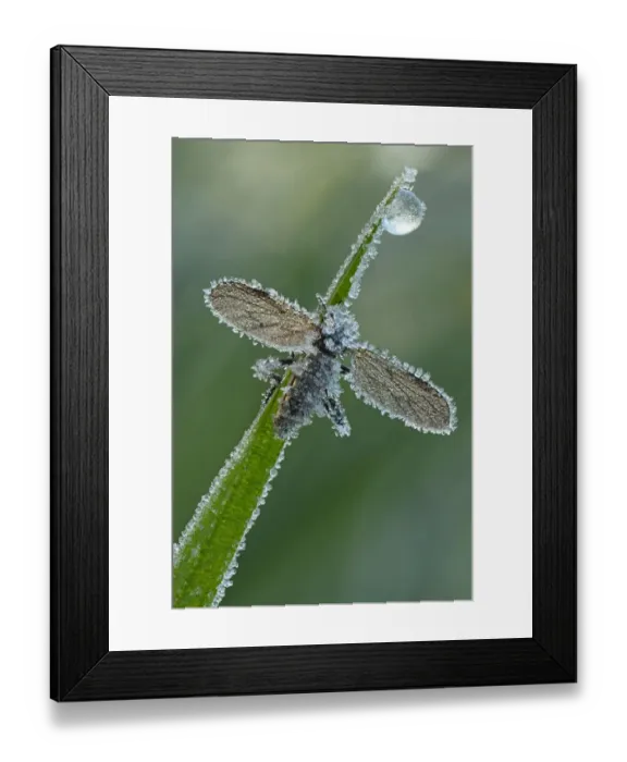 Framed Print : March Fly or St Marks Fly -Bibio-, with hoarfrost ice crystals, Hesse, Germany Framed Print : March Fly or St Marks Fly -Bibio-, with hoarfrost ice crystals, Hesse, Germany