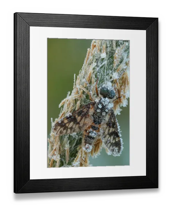 Framed Print : Ibis Fly -Atherix ibis-, with hoarfrost ice crystals, Hesse, Germany Framed Print : Ibis Fly -Atherix ibis-, with hoarfrost ice crystals, Hesse, Germany