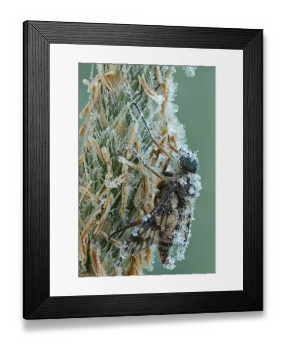 Framed Print : Ibis Fly -Atherix ibis-, with hoarfrost ice crystals, Hesse, Germany Framed Print : Ibis Fly -Atherix ibis-, with hoarfrost ice crystals, Hesse, Germany