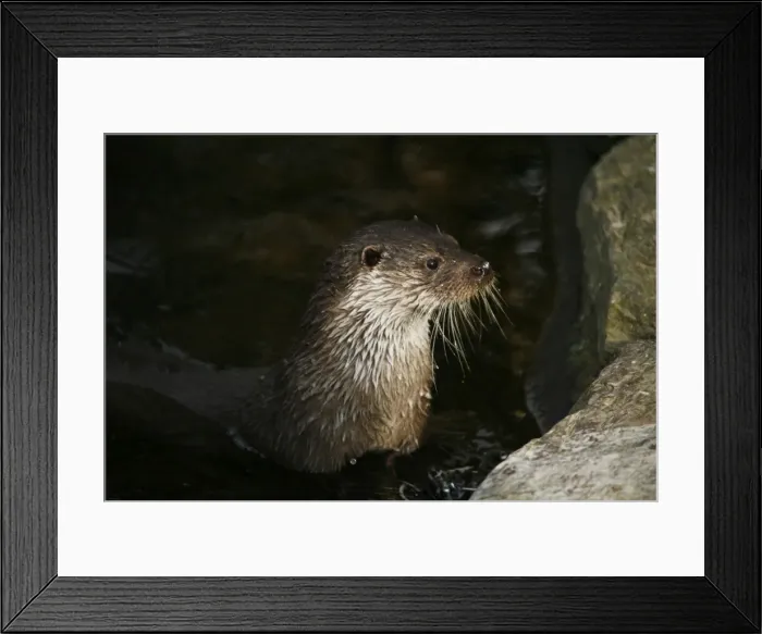 Framed Print : European Otter -Lutra lutra-, captive Framed Print : European Otter -Lutra lutra-, captive