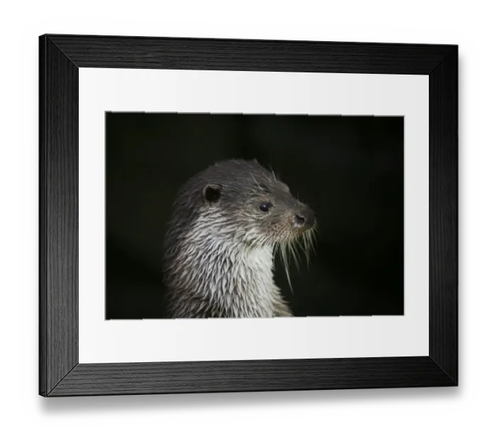 Framed Print : European Otter -Lutra lutra-, animal portrait, captive Framed Print : European Otter -Lutra lutra-, animal portrait, captive