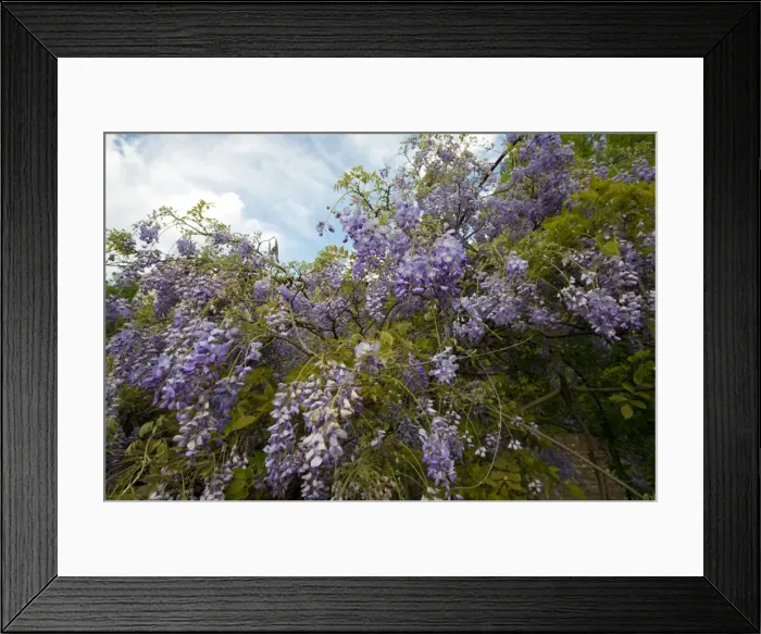 Framed Print : Wisteria -Wisteria-, Italy Framed Print : Wisteria -Wisteria-, Italy