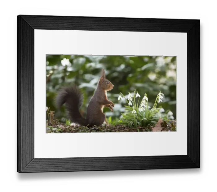 Framed Print : Red Squirrel -Sciurus vulgaris- on a spring meadow, Baden-Wurttemberg, Germany Framed Print : Red Squirrel -Sciurus vulgaris- on a spring meadow, Baden-Wurttemberg, Germany