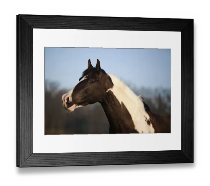 Framed Print : Paint Horse, brown tobiano, gelding Framed Print : Paint Horse, brown tobiano, gelding