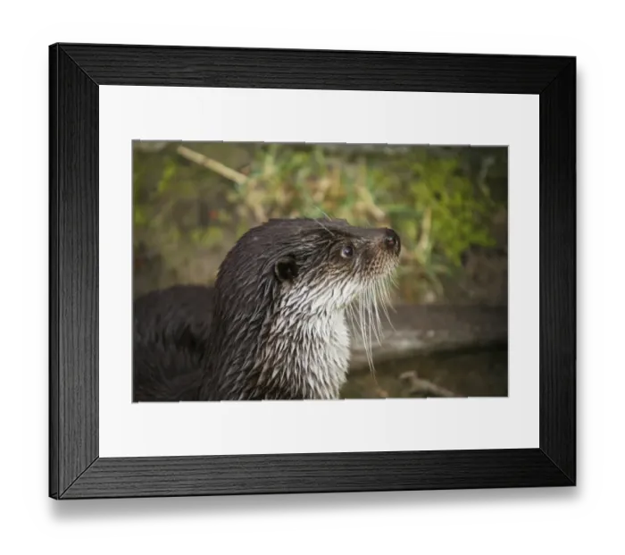 Framed Print : European Otter -Lutra lutra-, animal portrait, captive Framed Print : European Otter -Lutra lutra-, animal portrait, captive
