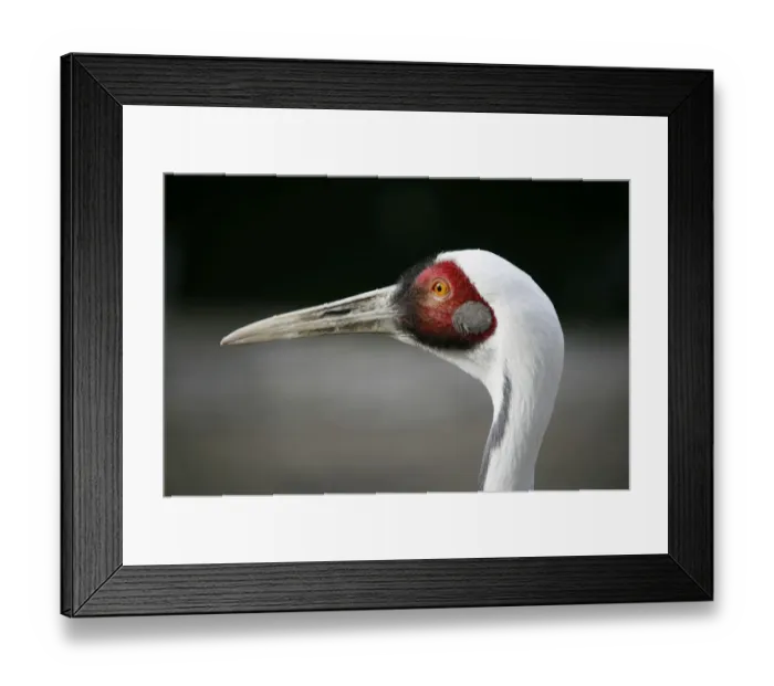 Framed Print : White-naped Crane -Grus vipio-, animal portrait, captive Framed Print : White-naped Crane -Grus vipio-, animal portrait, captive