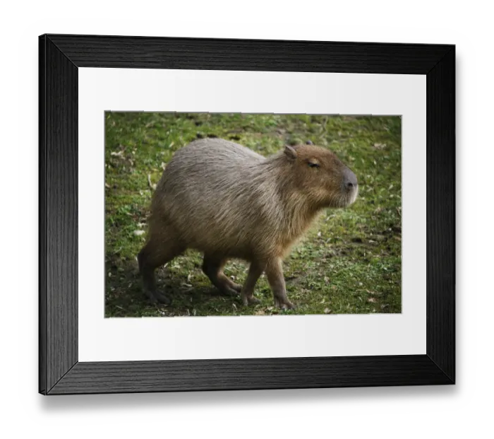 Framed Print : Capybara -Hydrochoerus hydrochaeris-, captive Framed Print : Capybara -Hydrochoerus hydrochaeris-, captive