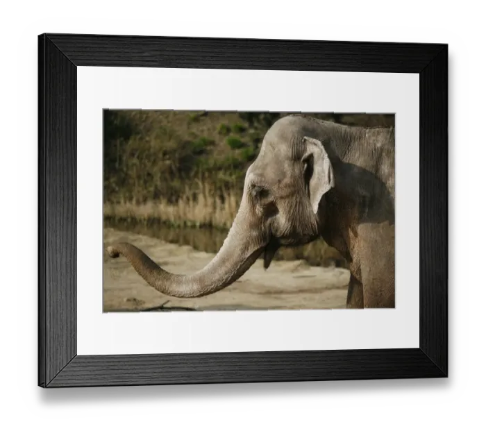 Framed Print : Asian Elephant -Elephas maximus- Framed Print : Asian Elephant -Elephas maximus-