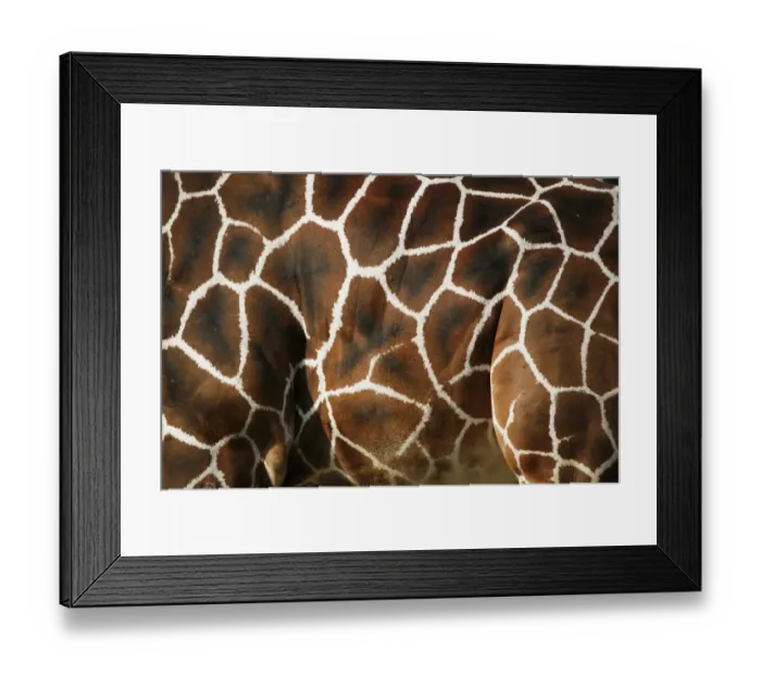 Framed Print : Reticulated Giraffe -Giraffa camelopardalis reticulata-, fur, detail, captive Framed Print : Reticulated Giraffe -Giraffa camelopardalis reticulata-, fur, detail, captive