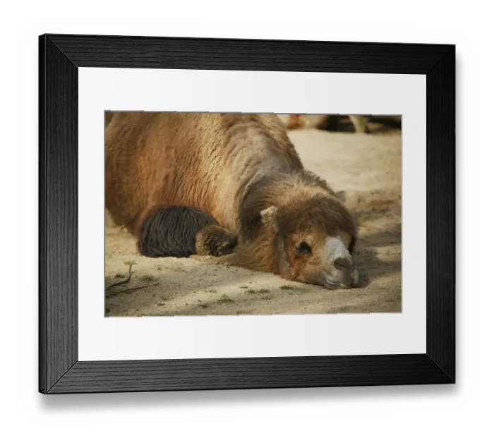 Framed Print : Bactrian Camel -Camelus ferus-, resting in the sand Framed Print : Bactrian Camel -Camelus ferus-, resting in the sand