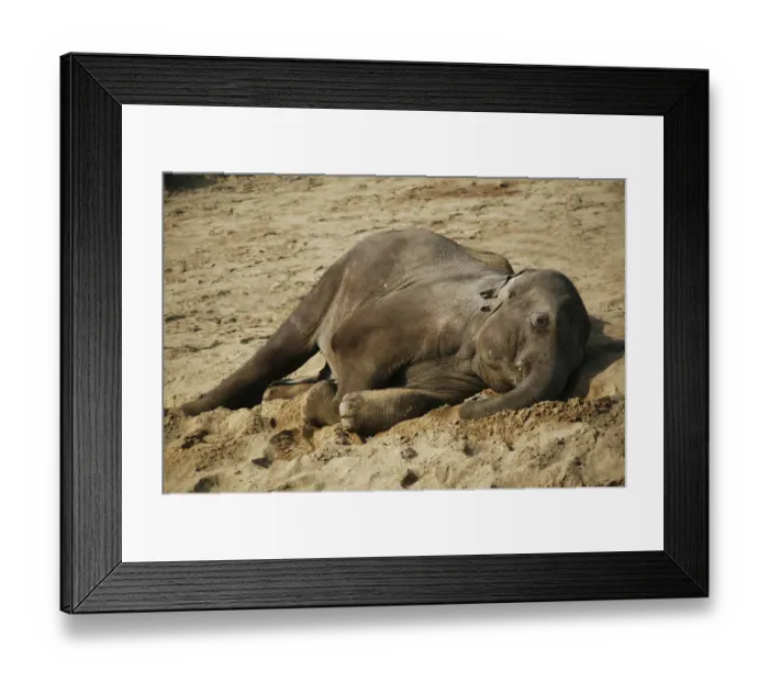 Framed Print : Asian Elephant -Elephas maximus-, young, resting, captive Framed Print : Asian Elephant -Elephas maximus-, young, resting, captive