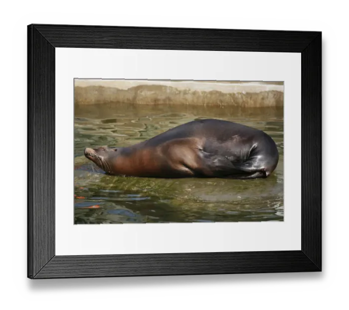 Framed Print : California Sea Lion -Zalophus californianus-, female, resting, captive