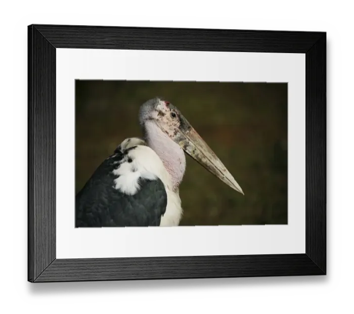 Framed Print : Marabou Stork -Leptoptilos crumeniferus-, captive, Germany