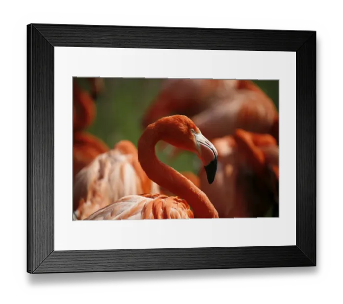 Framed Print : American Flamingo -Phoenicopterus ruber-, captive, Germany Framed Print : American Flamingo -Phoenicopterus ruber-, captive, Germany