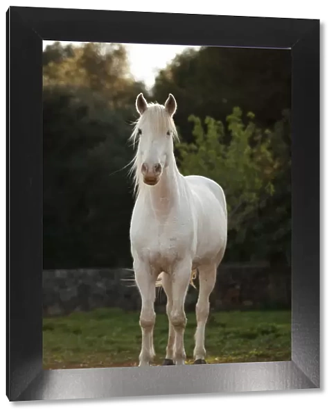 Appaloosa mix, grey horse, gelding, curious look, Majorca, Balearic Islands, Spain