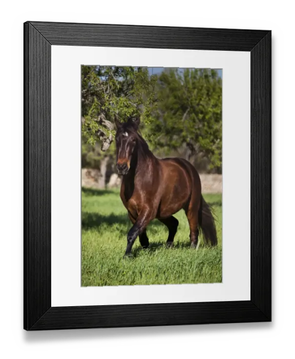 Framed Print : PRE, Pura Raza Espanola, bay gelding trotting in a meadow, Majorca, Balearic Islands, Spain Framed Print : PRE, Pura Raza Espanola, bay gelding trotting in a meadow, Majorca, Balearic Islands, Spain
