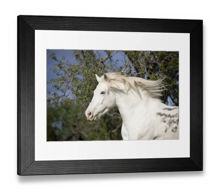 Framed Print : Appaloosa mix, grey horse, gelding, behind almond trees, Majorca, Balearic Islands, Spain Framed Print : Appaloosa mix, grey horse, gelding, behind almond trees, Majorca, Balearic Islands, Spain